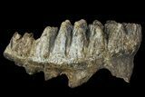 Partial, Fossil Stegodon Molar - Indonesia #156720-4